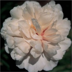 Camellia White